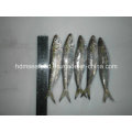 Whole Round Frozen Seafood Sardine Fish for Canned or Bait (Sardinella aurita)